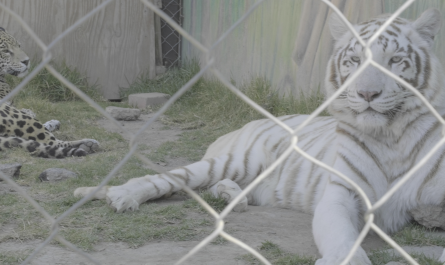 Tiger, Wildtierhandel