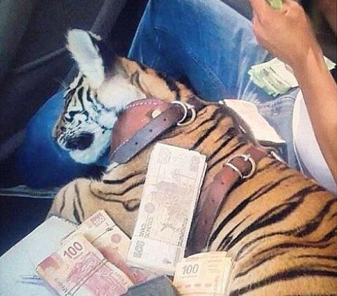 Privatzoos, Tiger und Narcos