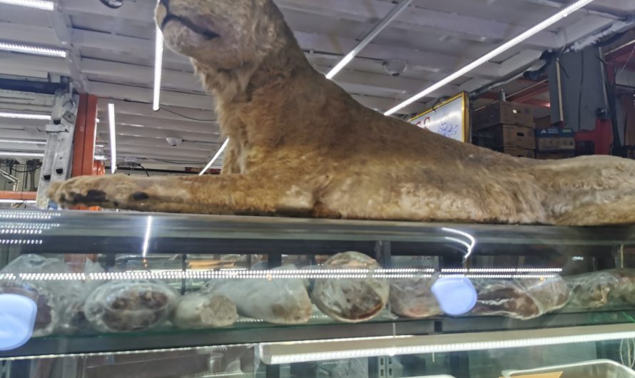 WTF?! Löwenfleisch-Burger in Mexiko City