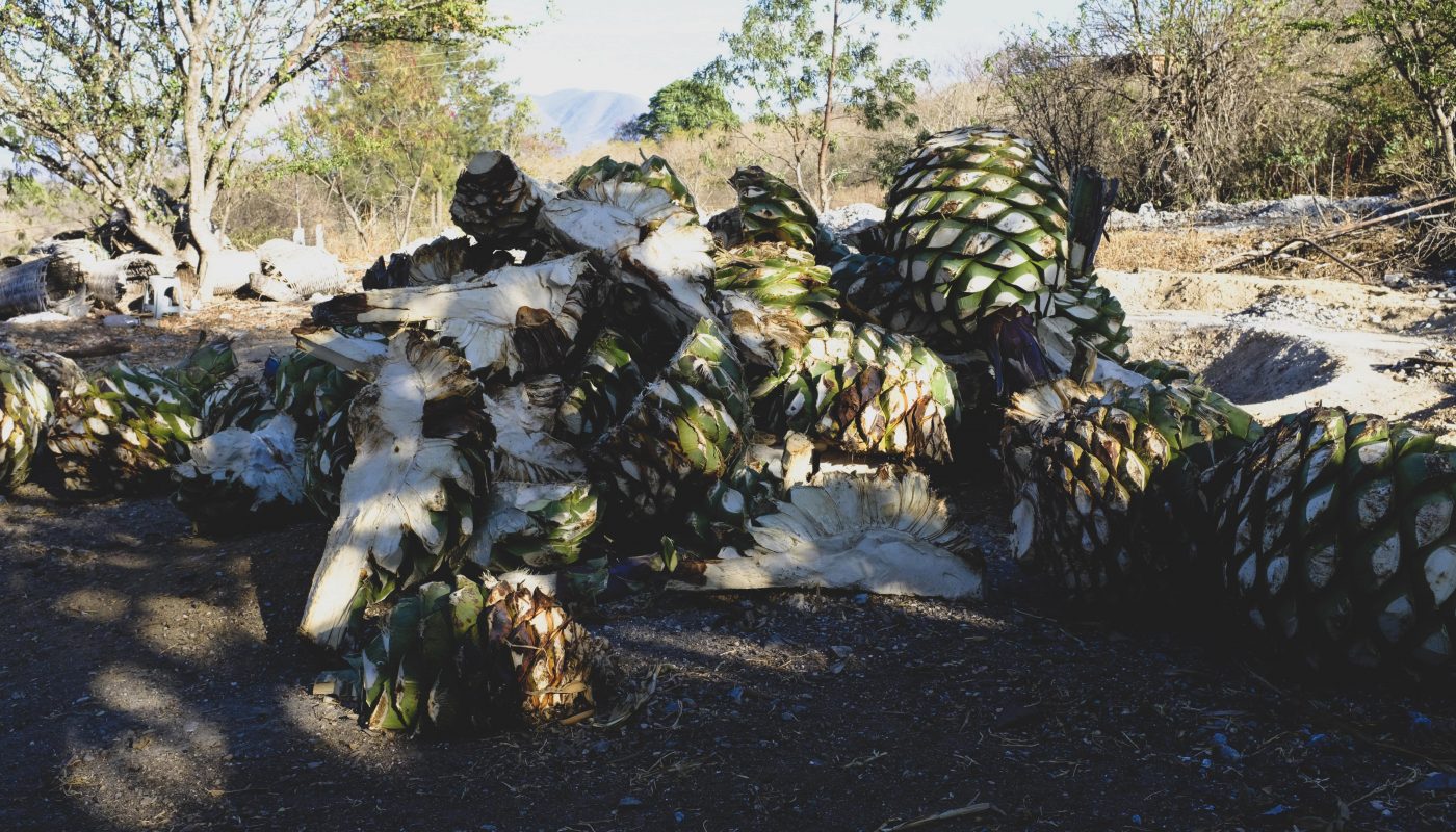 Mezcal Agave