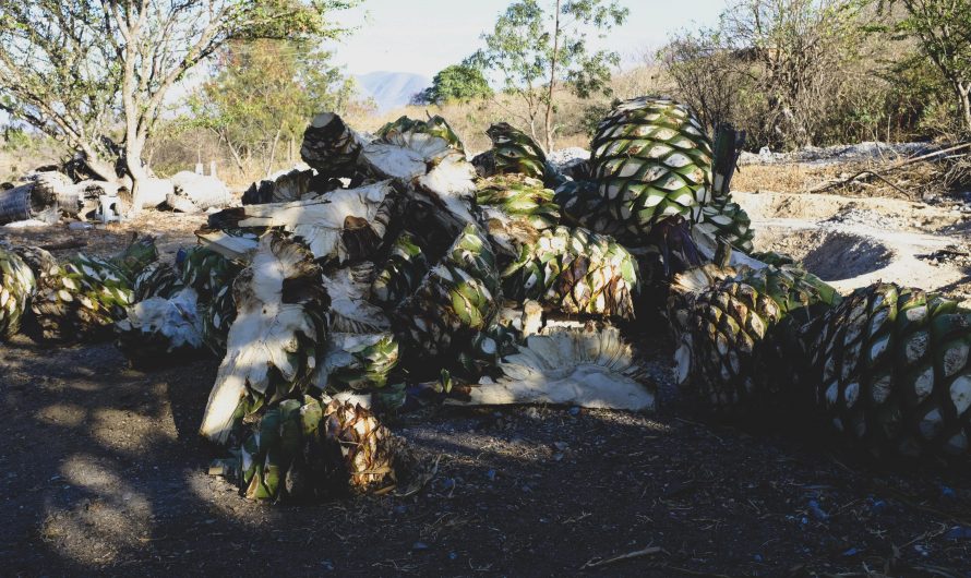 Grünes Gold erobert die Erste Welt – Mezcalhype und Agavenraub